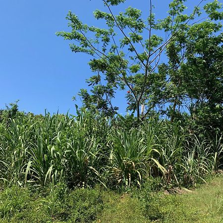 Green Queendom Farm And Lodging Oracabessa Esterno foto