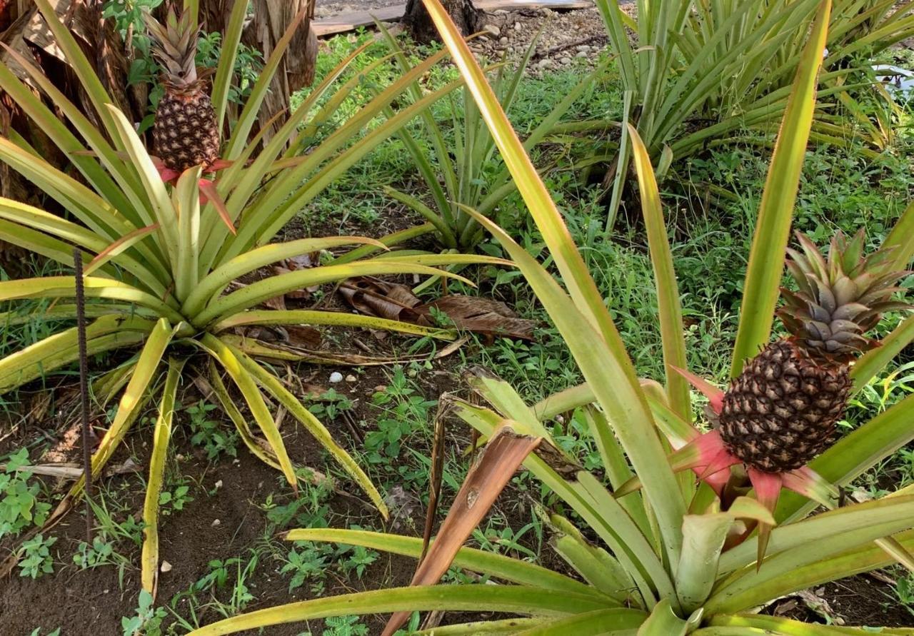 Green Queendom Farm And Lodging Oracabessa Esterno foto
