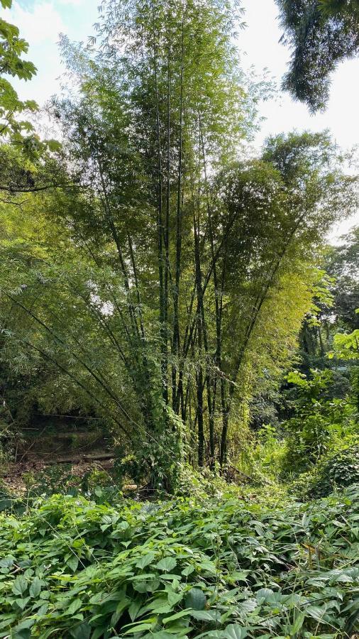 Green Queendom Farm And Lodging Oracabessa Esterno foto
