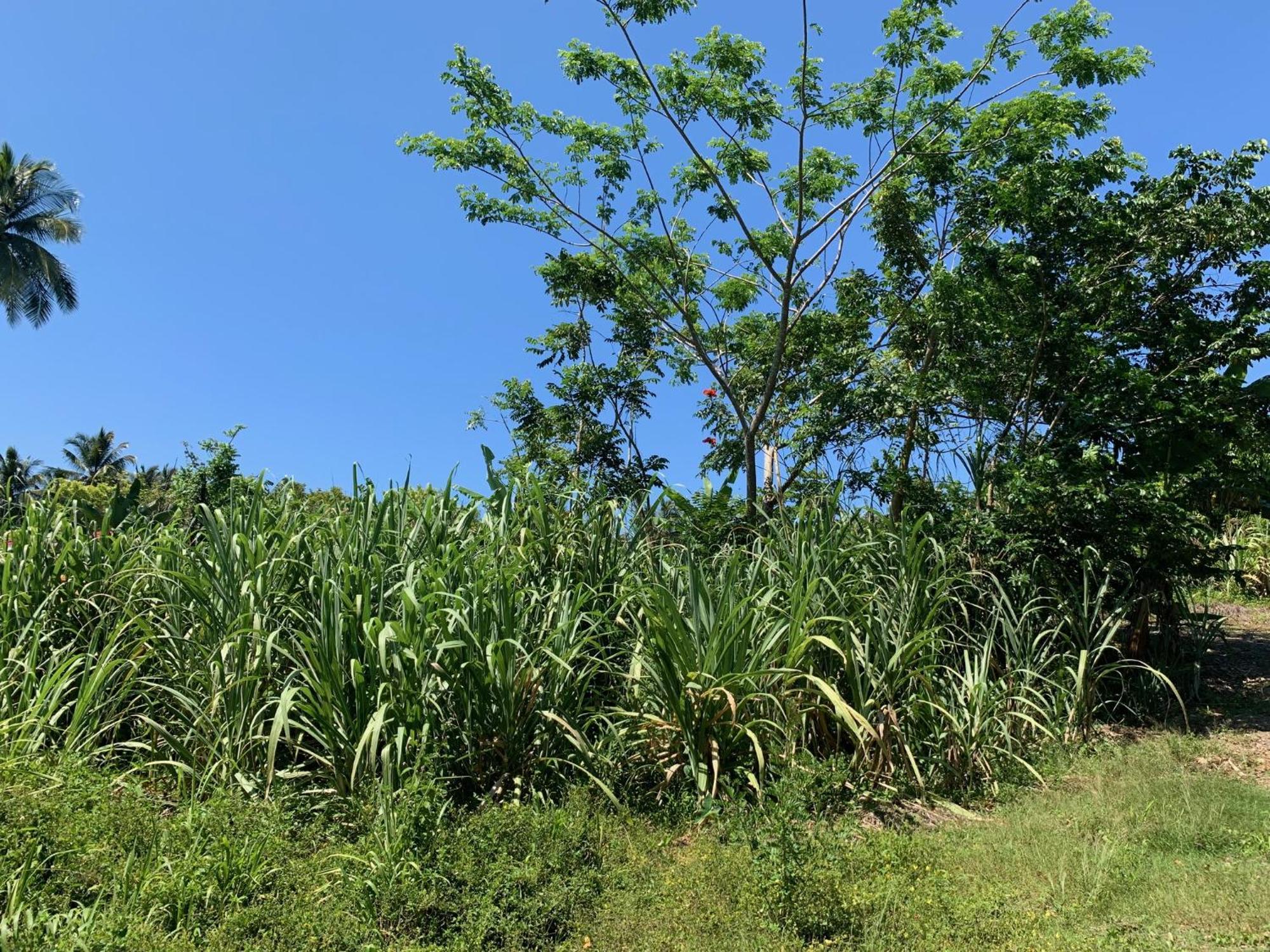 Green Queendom Farm And Lodging Oracabessa Esterno foto